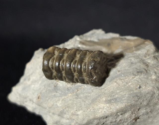 Balanocrinus subsulcatus (MNSTER in GOLDFUSS 1831) - Bild © FossNet FossilienStore